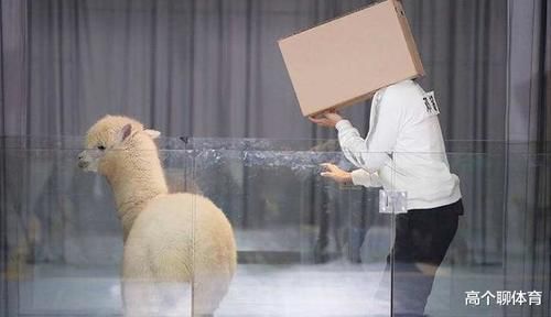  恐怖箱内|恐怖箱揭晓那一刻，就知道杨颖不会掉下去，沙溢一句话说出了关键