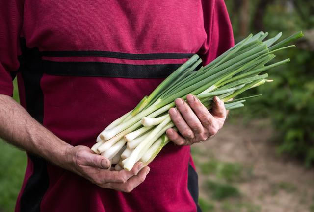  过多食用|原来保存大葱这么简单，不干不空心，轻松放半年都新鲜，随吃随取