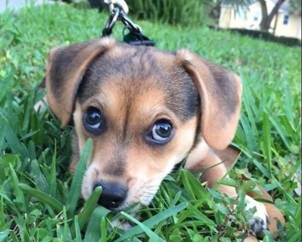 后代|柯基犬的“基因”有多强大？网友：永远都摆脱不了的小短腿！