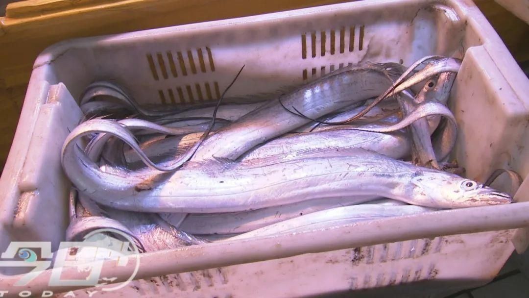 大鱼|青岛海鲜市场现一米多长大鱼！很多老青岛都不认识……