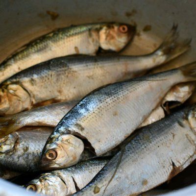 鲮鲫鱼这么吃太香了-无忧推荐